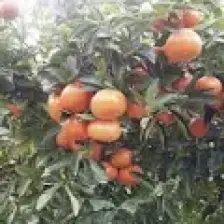 Peyzaj Yağmur Tüplü Fidan W.murcot Mandalina Fidanı