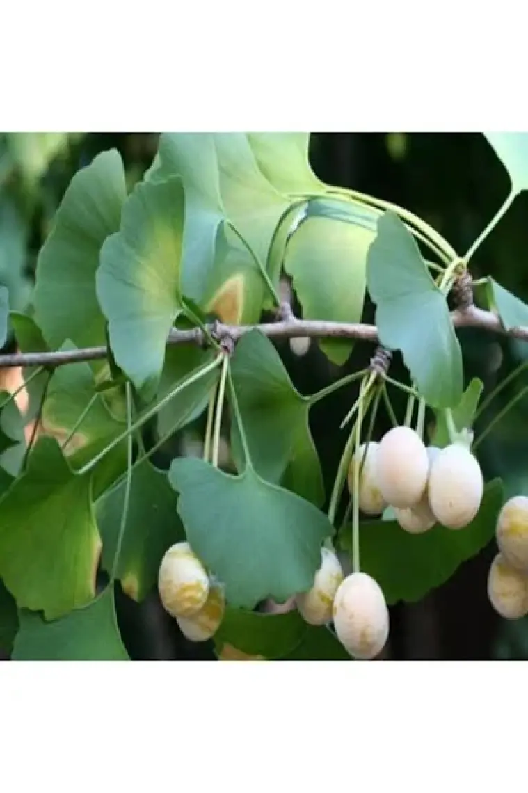 E-fidancim Tüplü Şifalı Mabet Ağacı(Ginkgo Biloba) Ağacı Fidanı