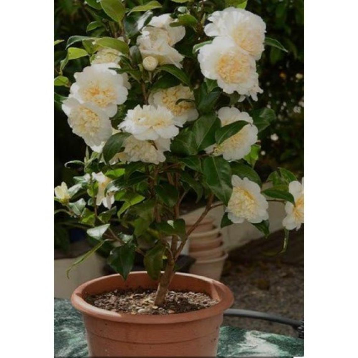 Aydoğdu Kamelya Çiçeği Fidanı 70-80 cm