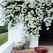 Peyzaj Yağmur Saksıda Sarılıcı Beyaz Tırmanıcı Begonvil Sarmaşığı Fidanı(Gelinduvağı)
