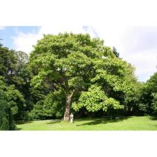 Tüplü Dünyanın En Hızlı Büyüyen Agacı Paulownia Pavlonya Fidanı