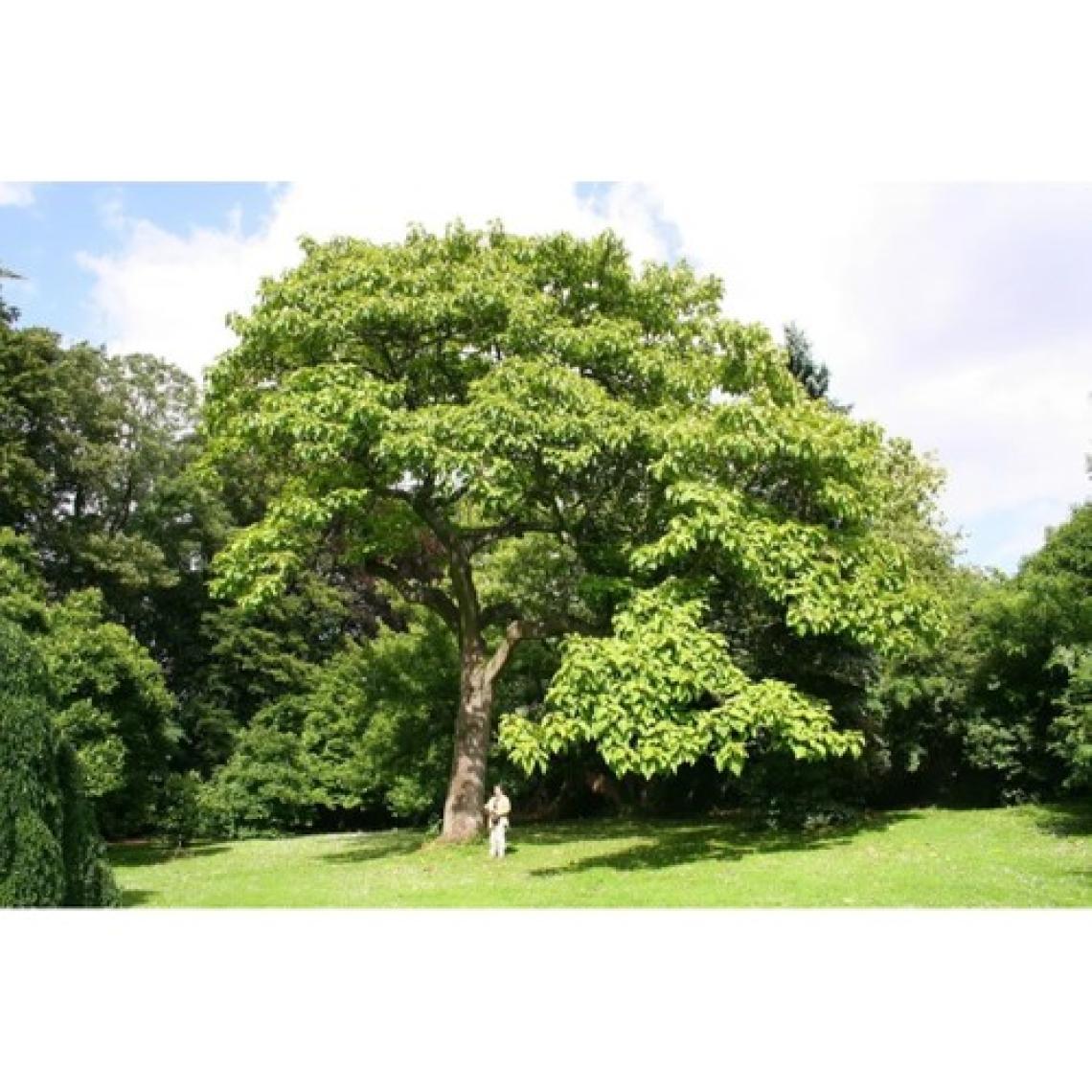 Tüplü Dünyanın En Hızlı Büyüyen Agacı Paulownia Pavlonya Fidanı