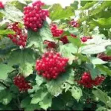 Aydoğdu Tüplü Fidan Salkım Girebolu Gilaburu Fidanı