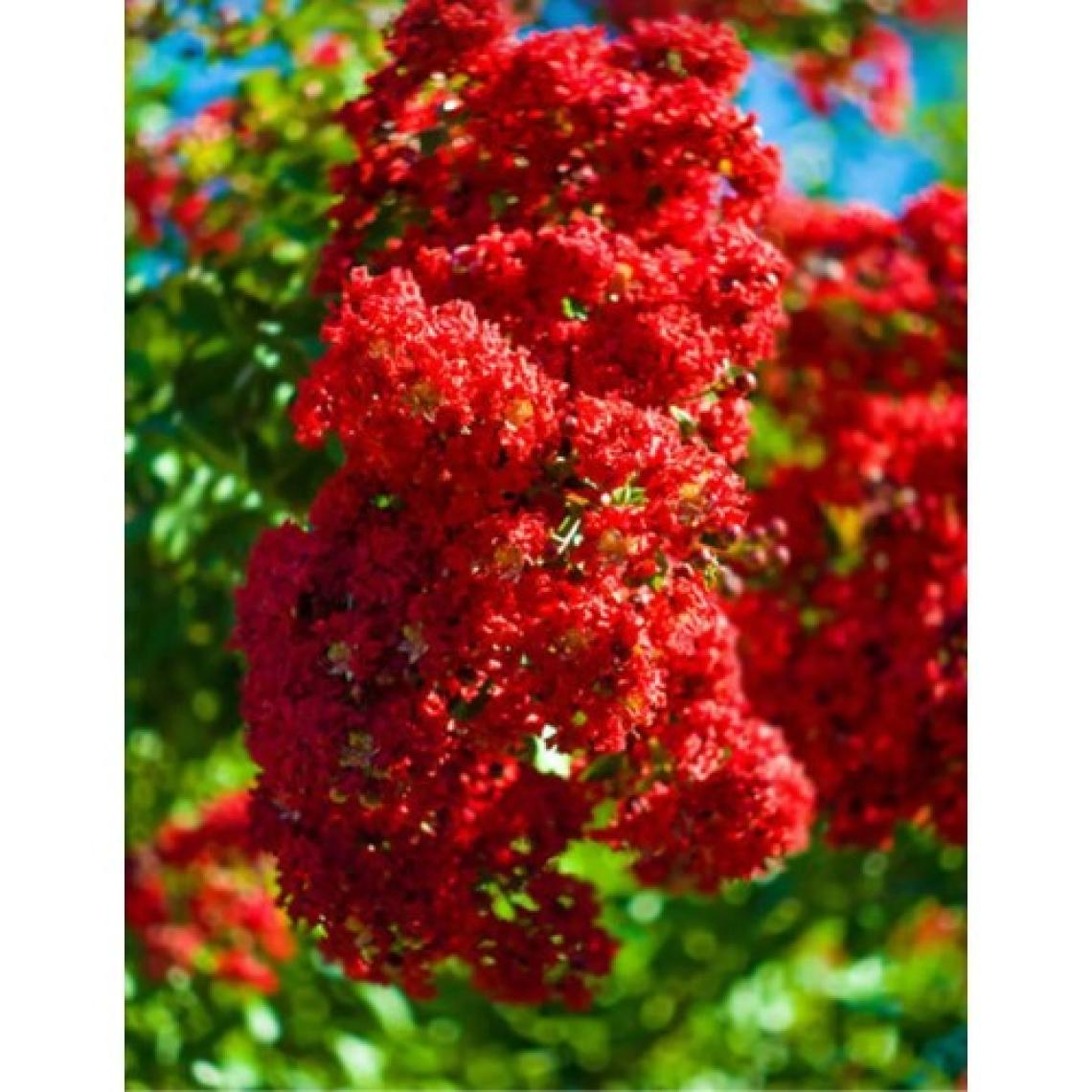 Tüplü Kırmızı Çiçekli Oya Ağacı Fidanı 30/50 cm