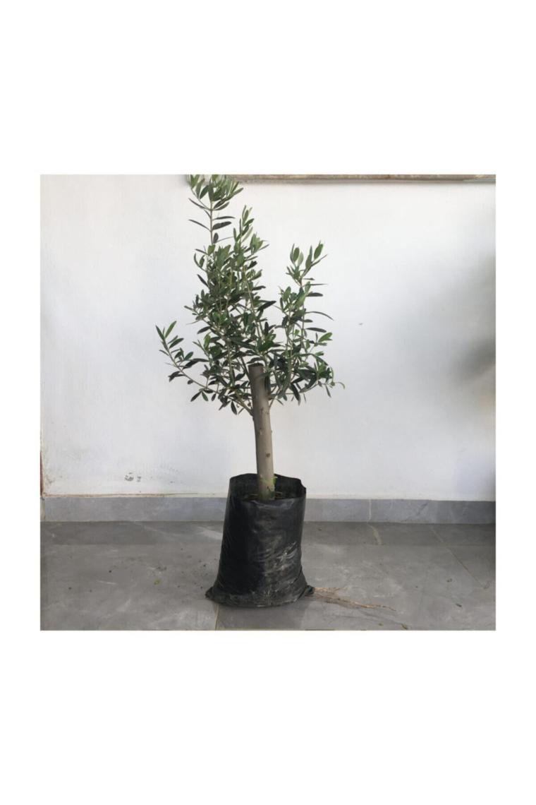 Gemlik Zeytin Fidanı 2yaş( 50 Ila 60 Cm Boy)