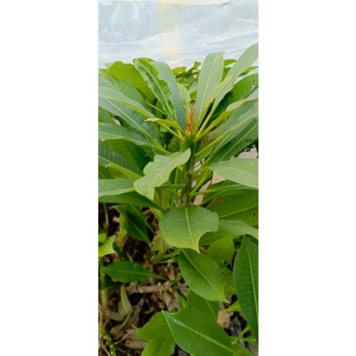 Aydoğdu Beyaz Tüplü Amerikan Fulu Plumeria Alba Boy 1m