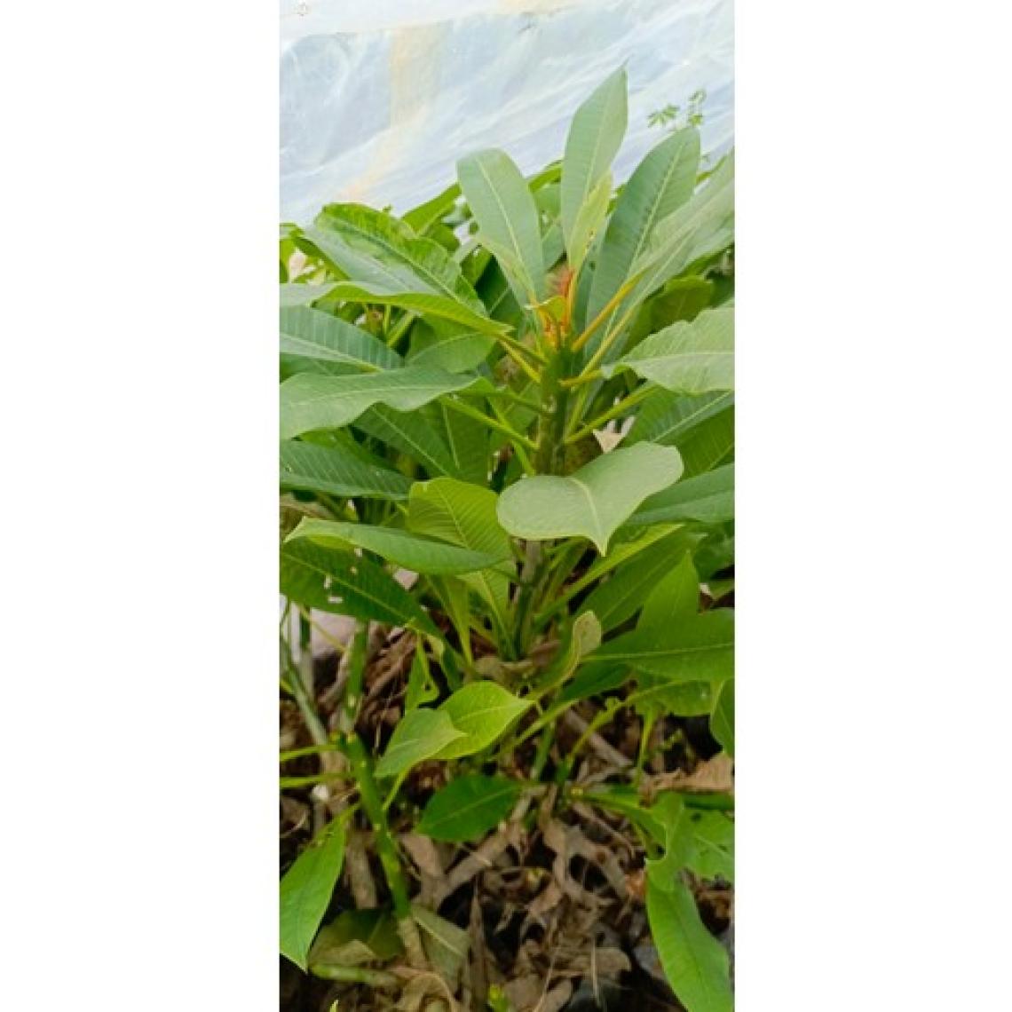 Aydoğdu Beyaz Tüplü Amerikan Fulu Plumeria Alba Boy 1m