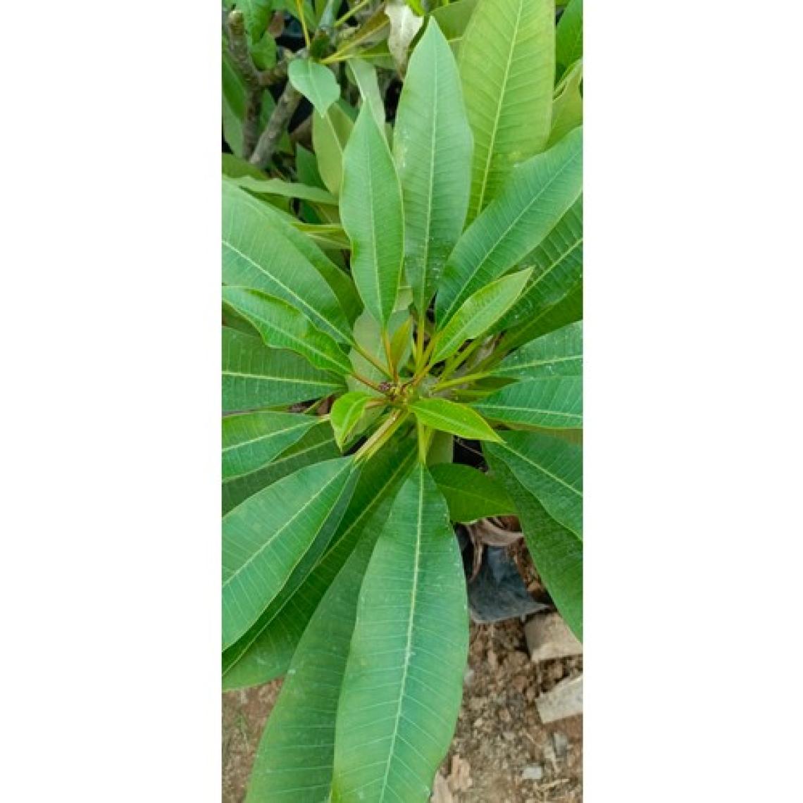 Aydoğdu Beyaz Tüplü Amerikan Fulu Plumeria Alba Boy 1m