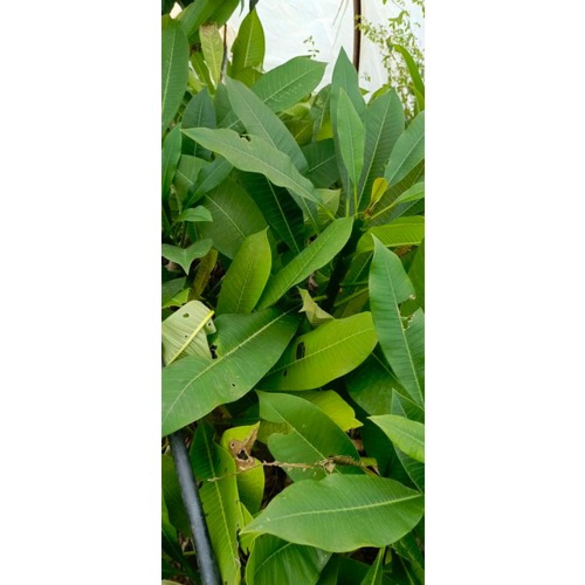 Aydoğdu Beyaz Tüplü Amerikan Fulu Plumeria Alba Boy 1m