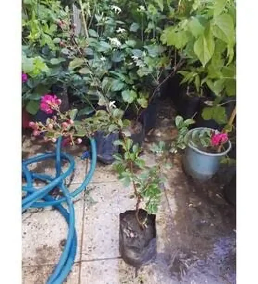Lala Ahmet Botanik Oya Ağacı Fidanı 50-80 cm Lagerstroemia Indica