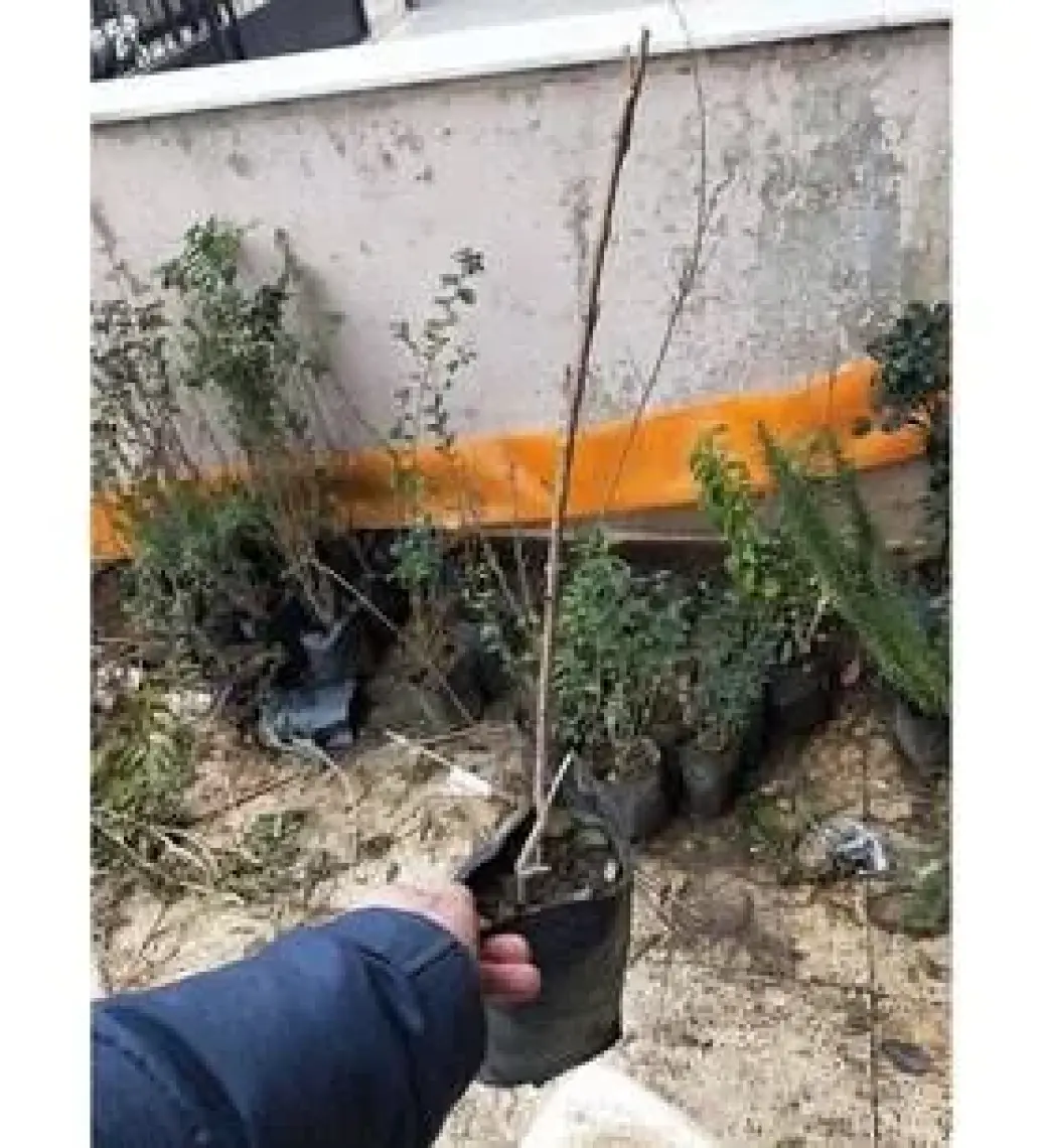 Lala Ahmet Botanik Oya Ağacı Fidanı 50-80 cm Lagerstroemia Indica