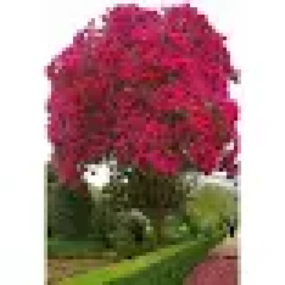 Lala Ahmet Botanik Oya Ağacı Fidanı 50-80 cm Lagerstroemia Indica