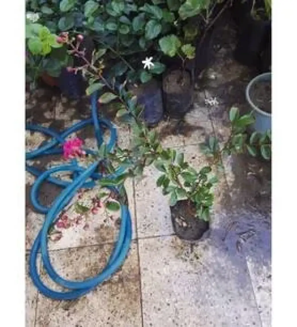 Lala Ahmet Botanik Oya Ağacı Fidanı 50-80 cm Lagerstroemia Indica