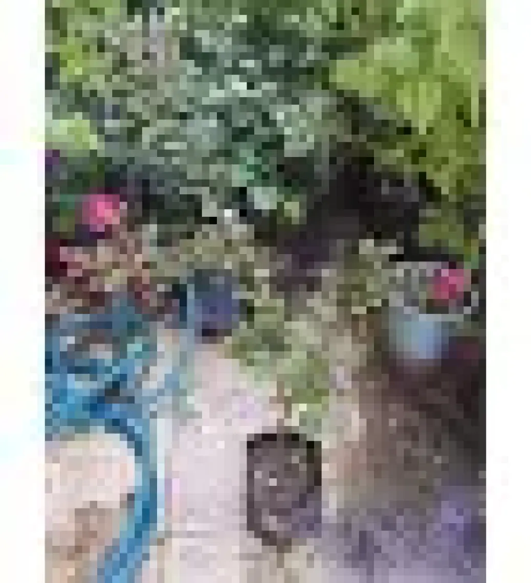 Lala Ahmet Botanik Oya Ağacı Fidanı 50-80 cm Lagerstroemia Indica