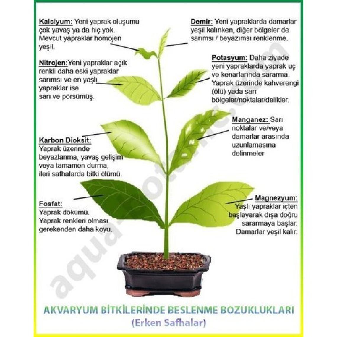 Sararmaya Kesin Çözüm Magnezyum+Demir Dem Magfer  (1 Litre) Sıvı