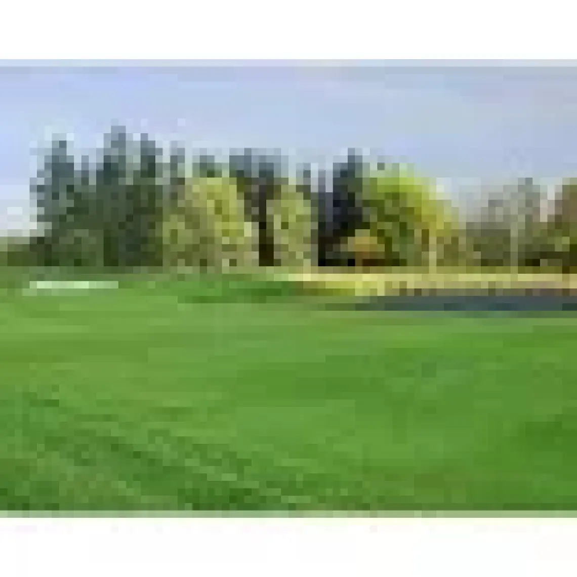 Çim-Art Bermuda grass Uganda çimi 1 kg