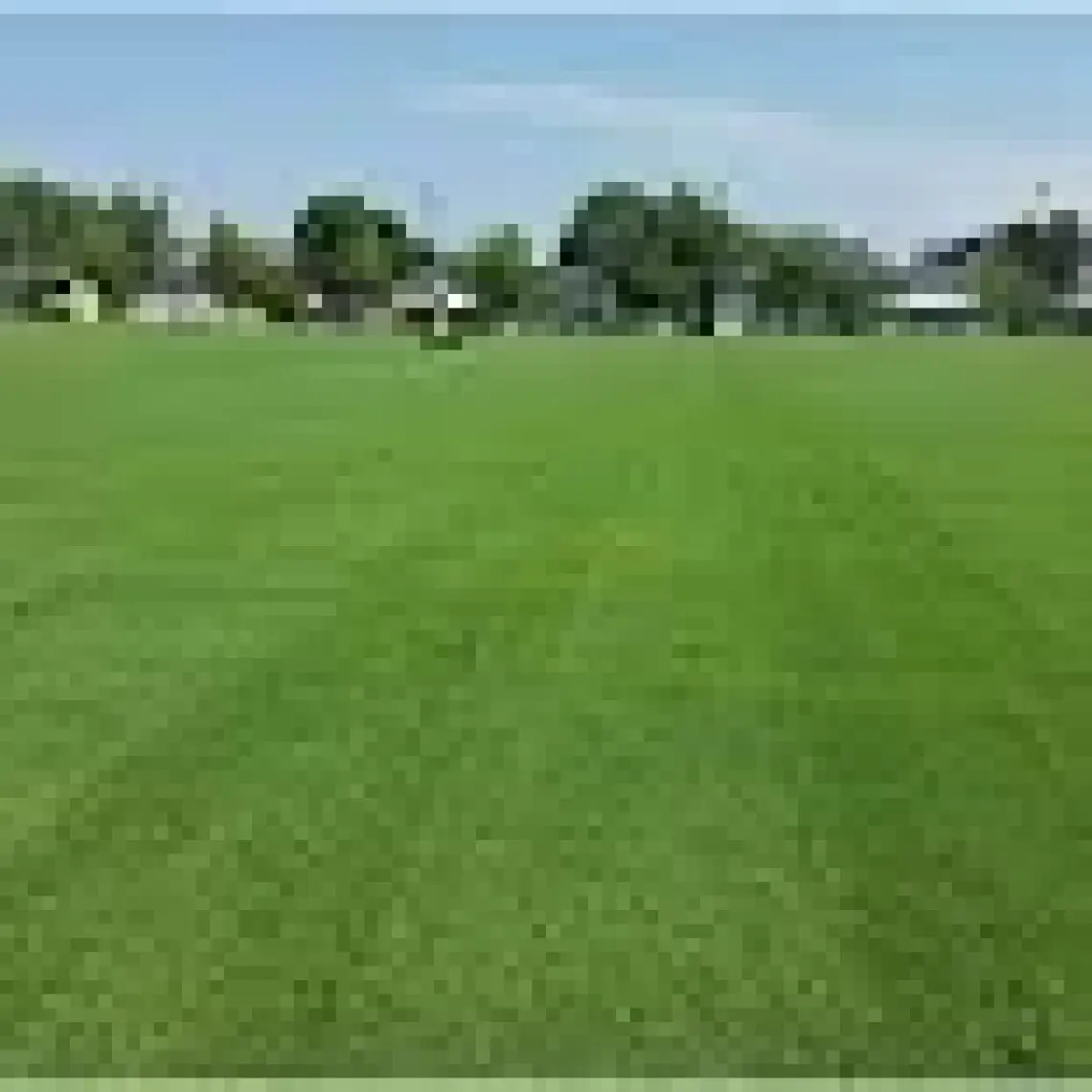 Çim-Art Bermuda grass Uganda çimi 1 kg