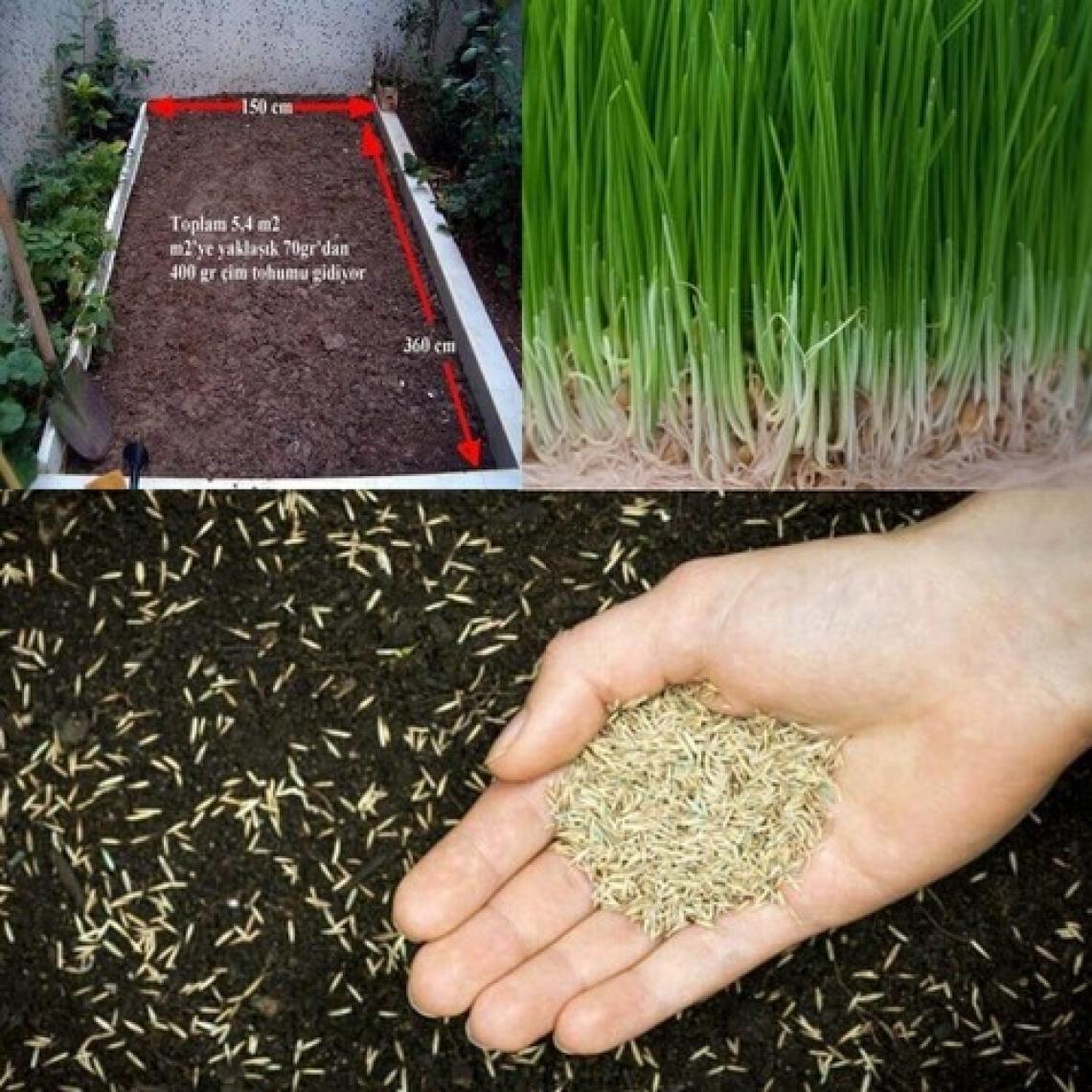 Green King 7 Li Karışım Çim Tohumu 10 kg Ithal