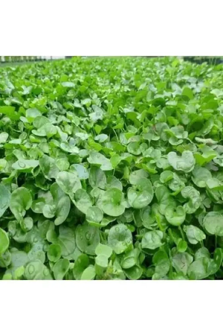 Genta Fare Kula[i Tohumu 250 Gr