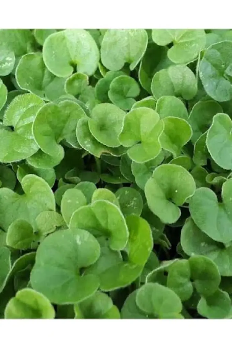 Genta Fare Kula[i Tohumu 250 Gr