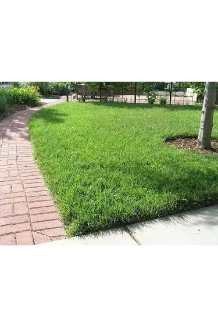 Çim-Art Festuca Arundınacea 1 kg
