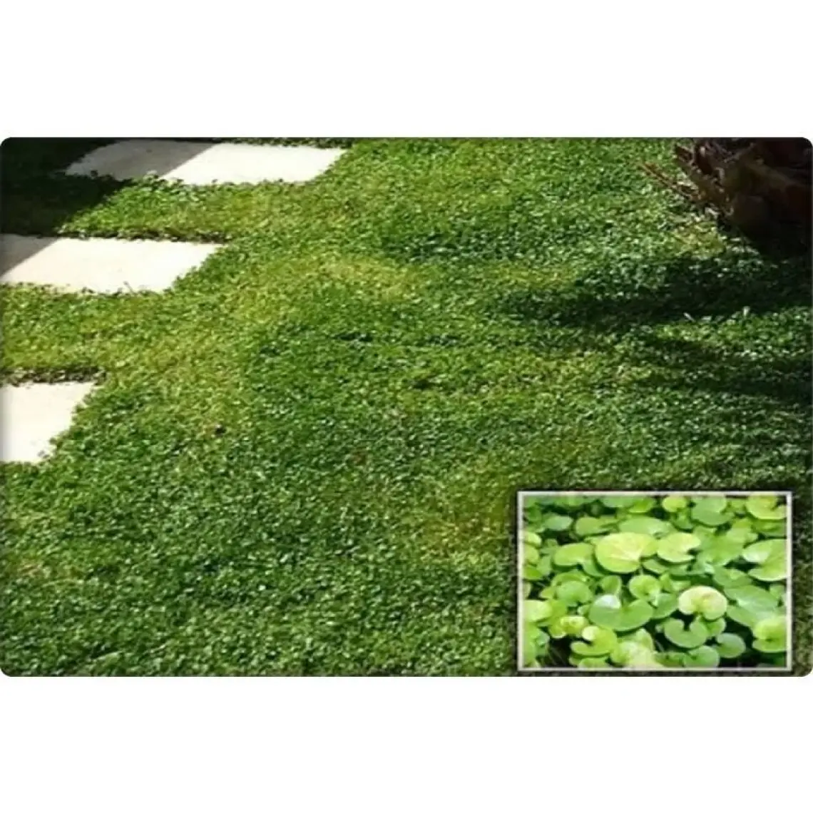 DLF Fare Kulağı Tohumu-Dichondra Repens-Gölge Alanlar