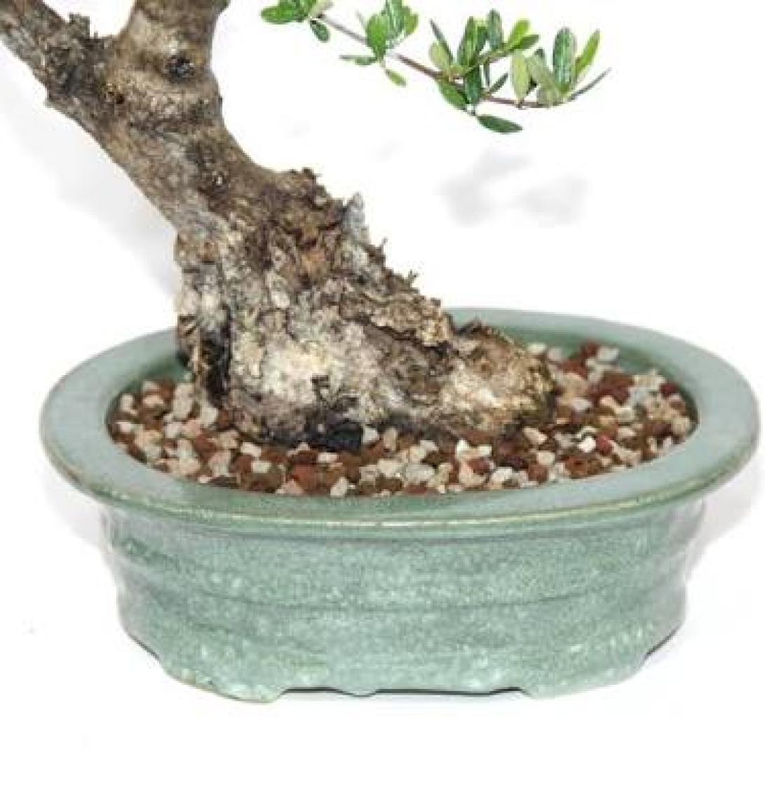 Akadamalı Süper Karışım Bonsai Toprağı TK01 (5 Litre)