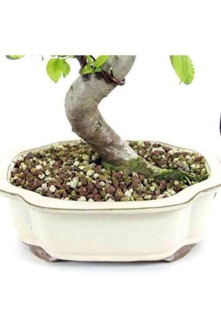 Akadamalı Süper Karışım Bonsai Toprağı TK01 (5 Litre)