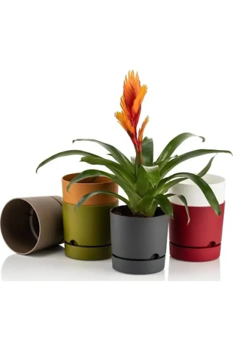 Poliwork Begonya 18 cm Tabaklı Saksı 3,3 lt