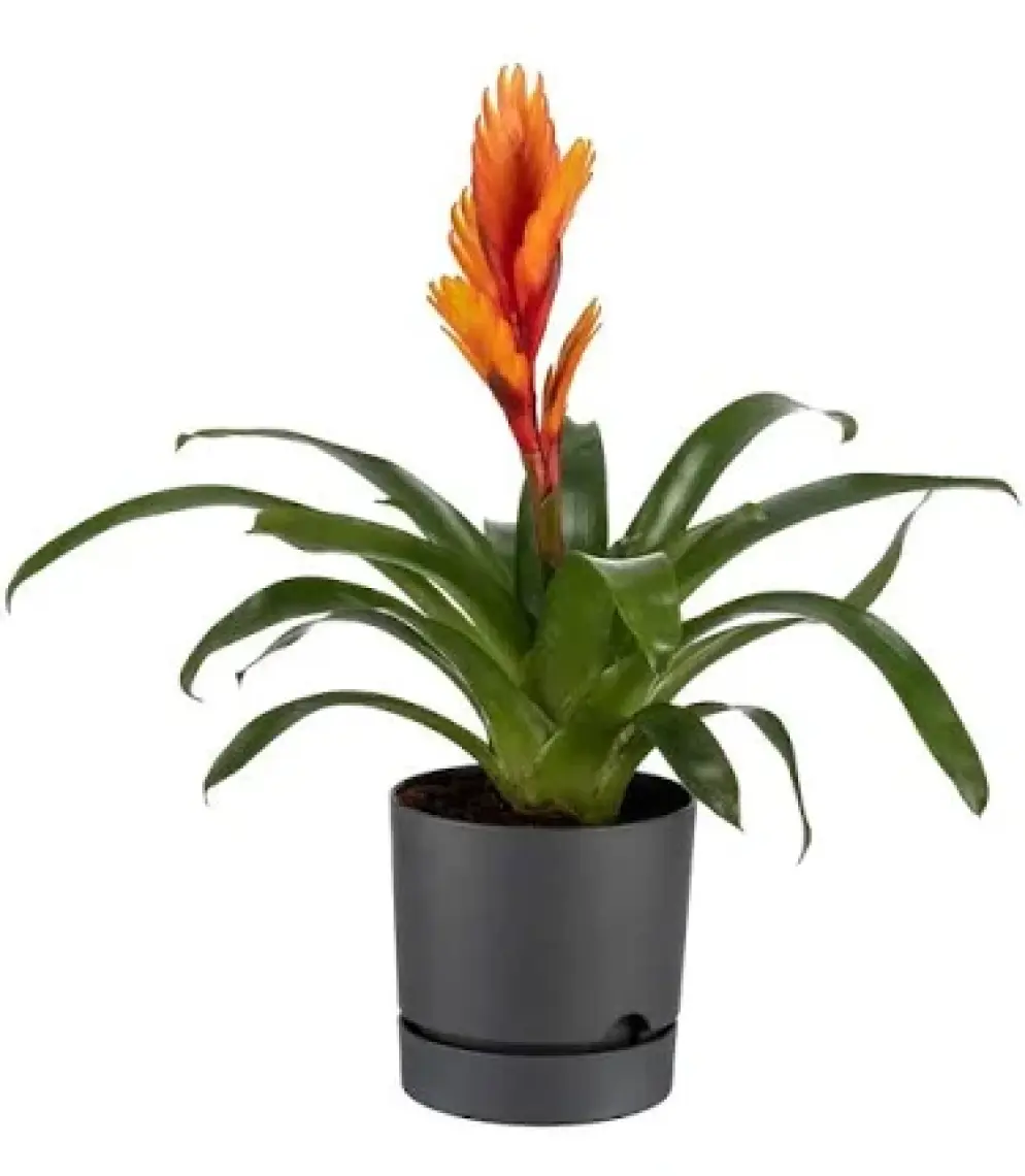 Poliwork Begonya 18 cm Tabaklı Saksı 3,3 lt
