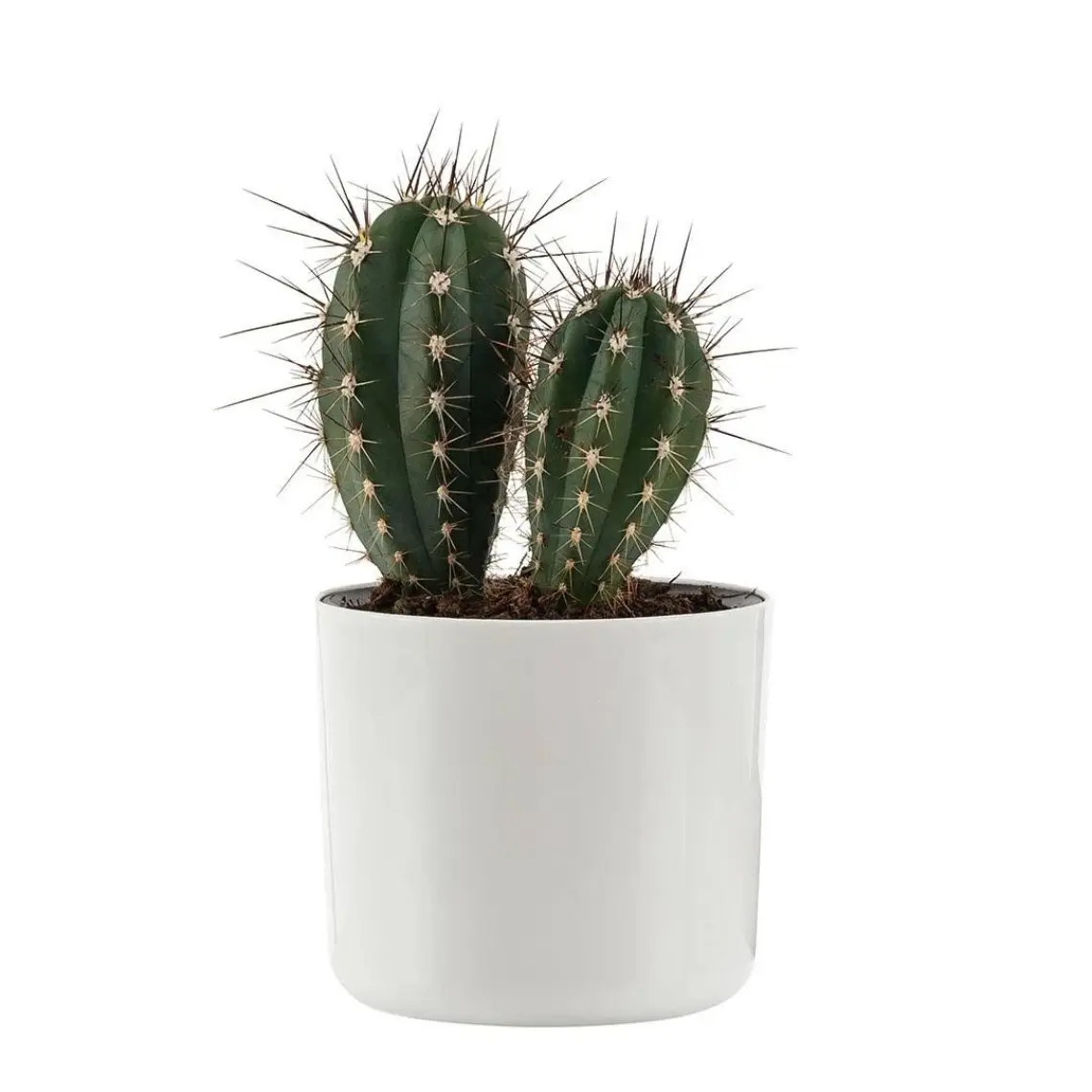 Poliwork Mimoza 7 cm Saksı 0,2 lt