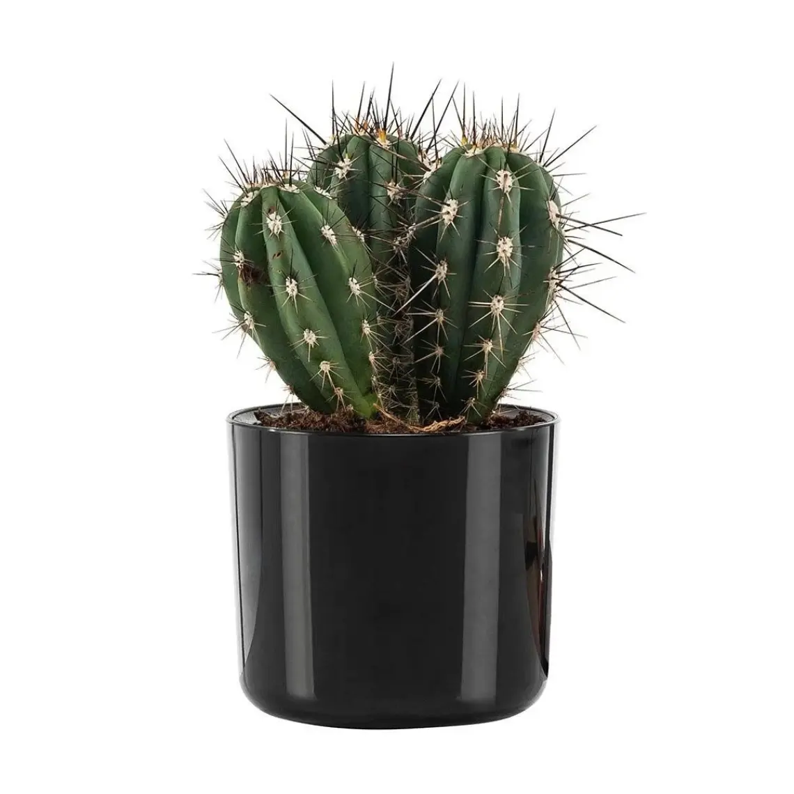 Poliwork Mimoza 7 cm Saksı 0,2 lt