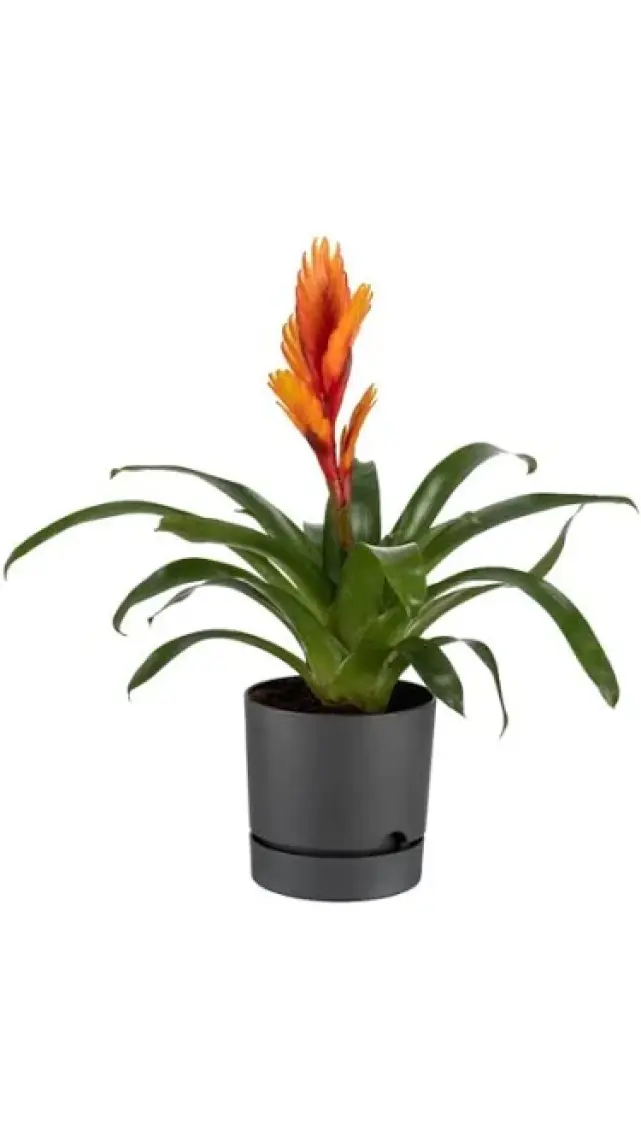 Poliwork Begonya 15 cm Tabaklı Saksı 1,8 lt