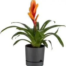 Poliwork Begonya 15 cm Tabaklı Saksı 1,8 lt