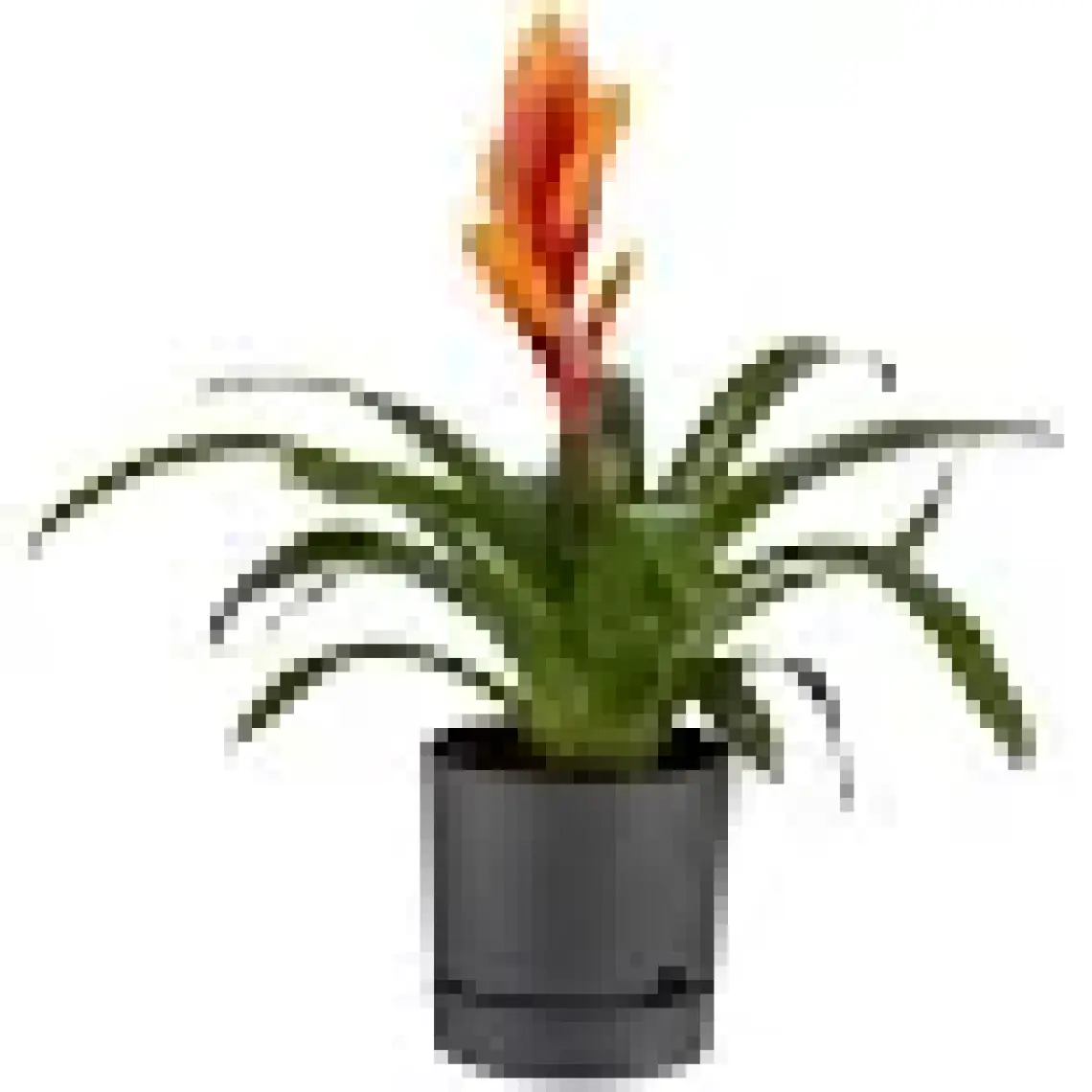 Poliwork Begonya 18 cm Tabaklı Saksı 3,3 lt