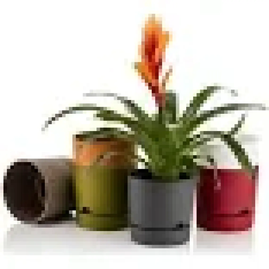 Poliwork Begonya 18 cm Tabaklı Saksı 3,3 lt