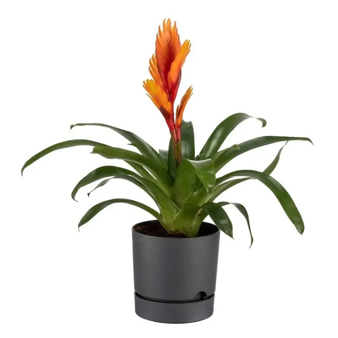 Poliwork Begonya 18 cm Tabaklı Saksı 3,3 lt