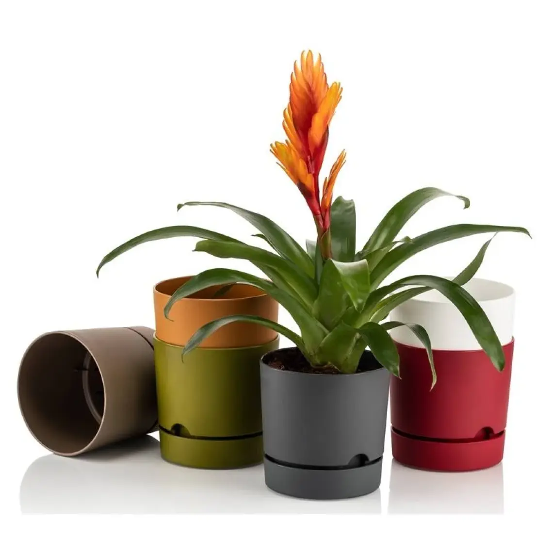 Poliwork Begonya 18 cm Tabaklı Saksı 3,3 lt