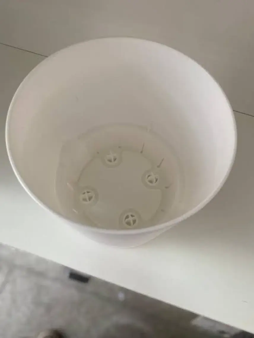 Poliwork Begonya 18 cm Antrasit Tabaklı Saksı