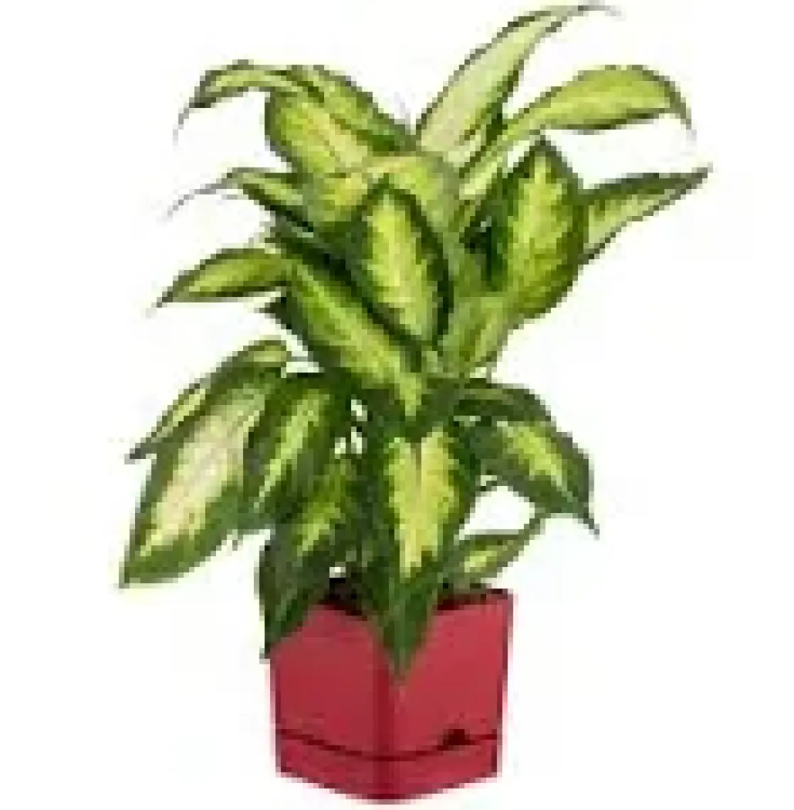 Poliwork Begonya Kare 13 cm Tabaklı Saksı 1,5 lt