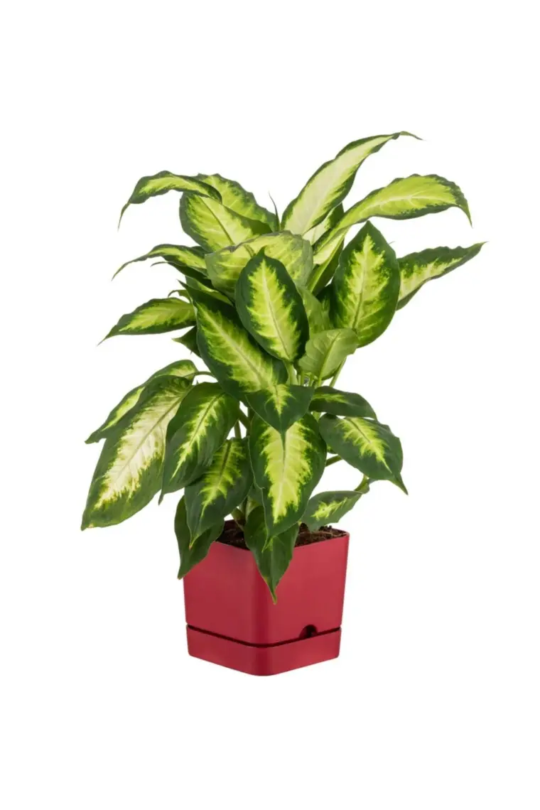 Poliwork Begonya Kare 13 cm Tabaklı Saksı 1,5 lt