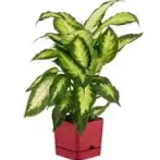 Poliwork Begonya Kare 13 cm Tabaklı Saksı 1,5 lt