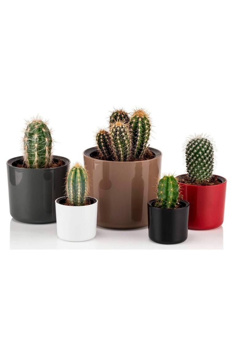 Poliwork Mimoza 14 cm Saksı 1,5 lt