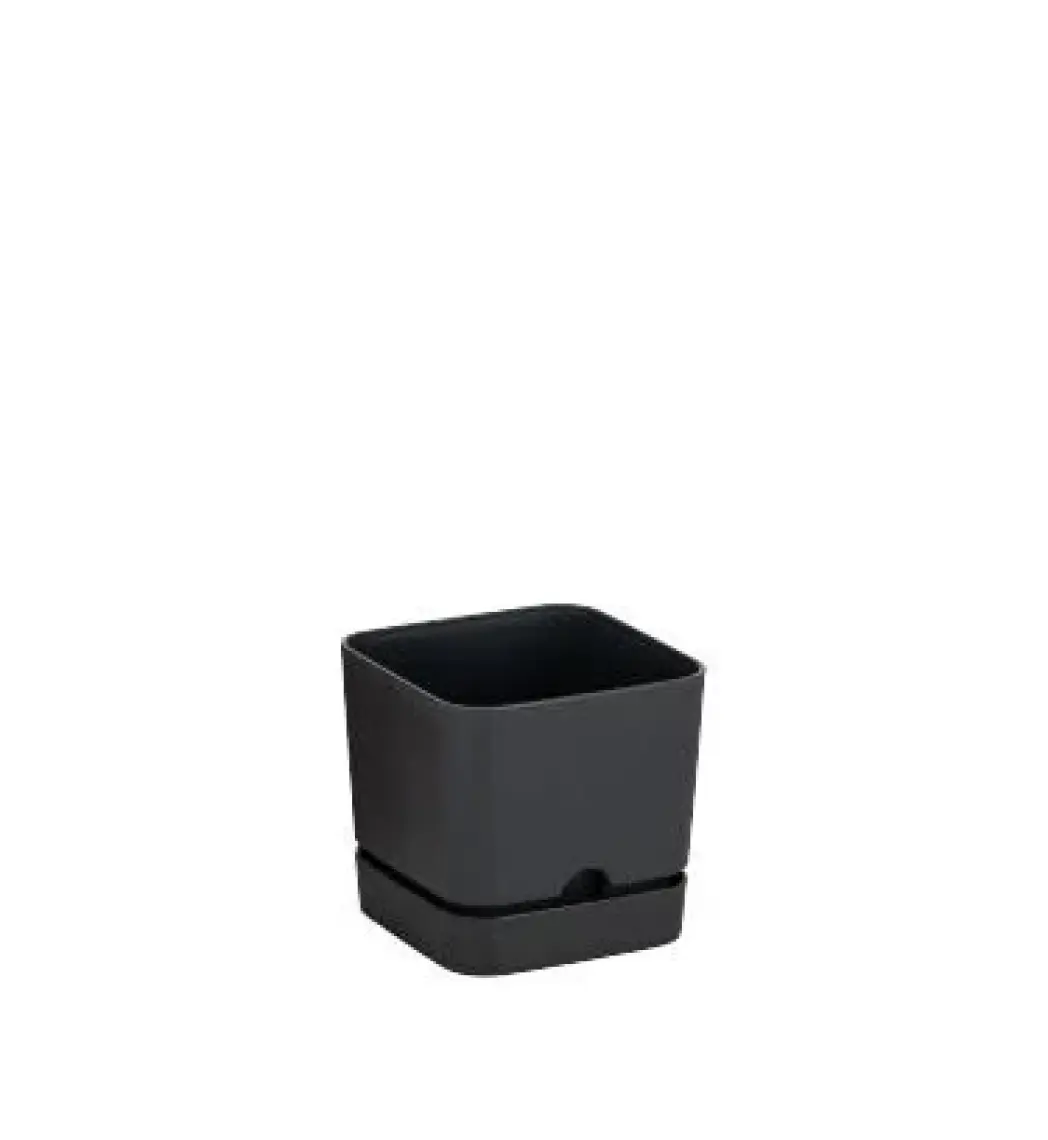 Poliwork Begonya Kare 16 cm Tabaklı Saksı 2,3 lt
