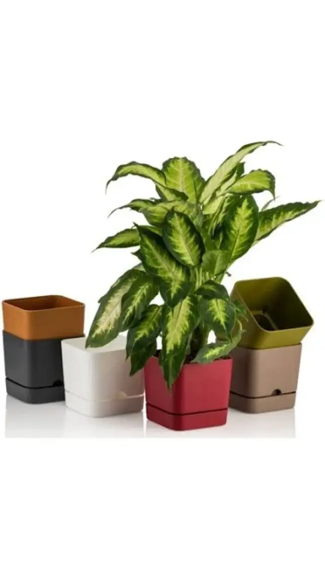 Poliwork Begonya Kare 16 cm Tabaklı Saksı 2,3 lt