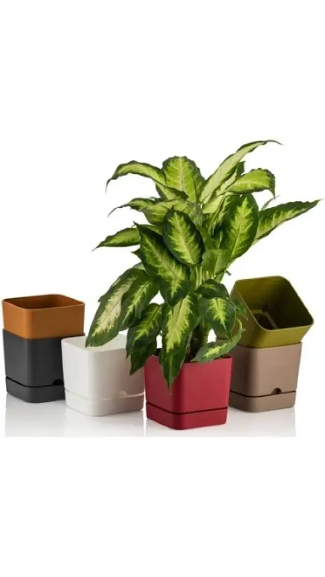 Poliwork Begonya Kare 16 cm Tabaklı Saksı 2,3 lt