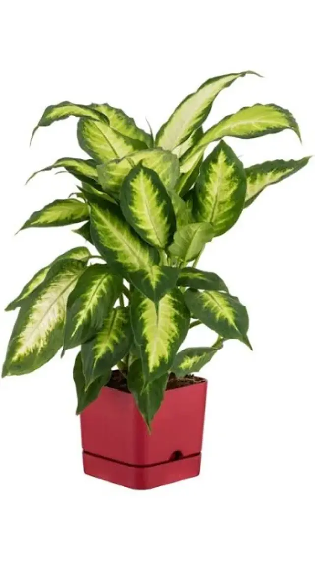 Poliwork Begonya Kare 16 cm Tabaklı Saksı 2,3 lt