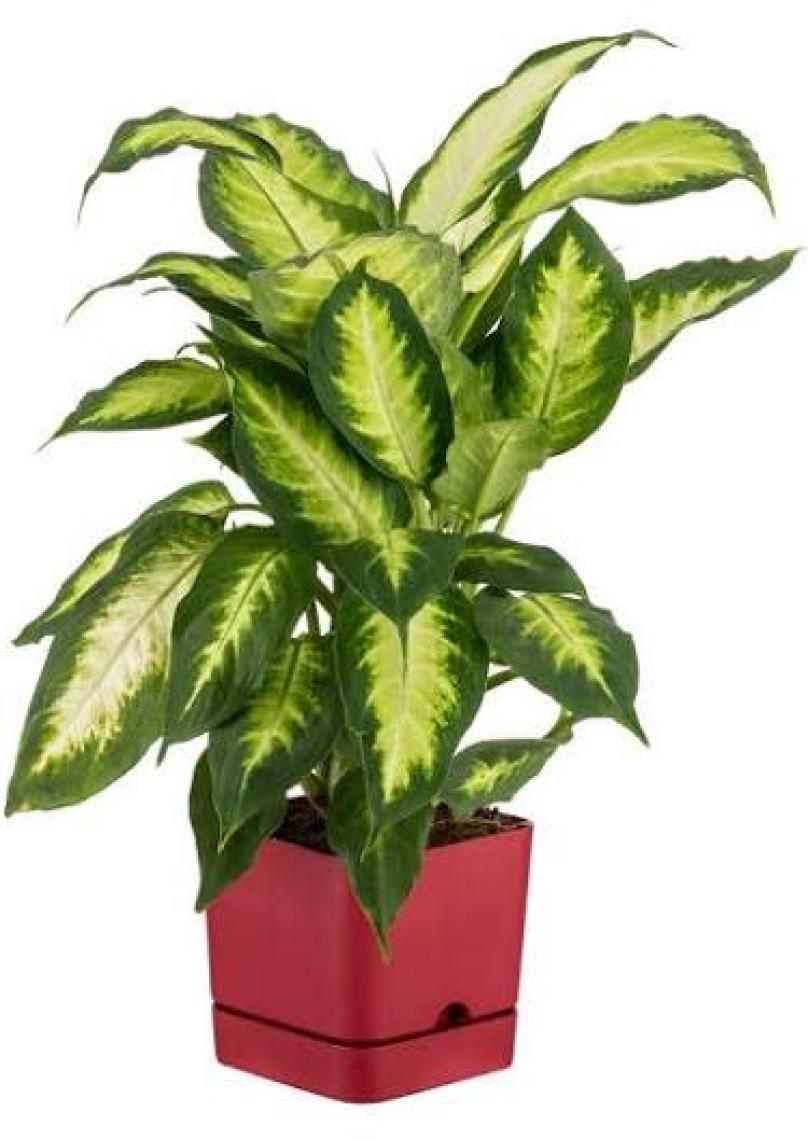 Poliwork Begonya Kare 13 cm Tabaklı Saksı 1,5 lt
