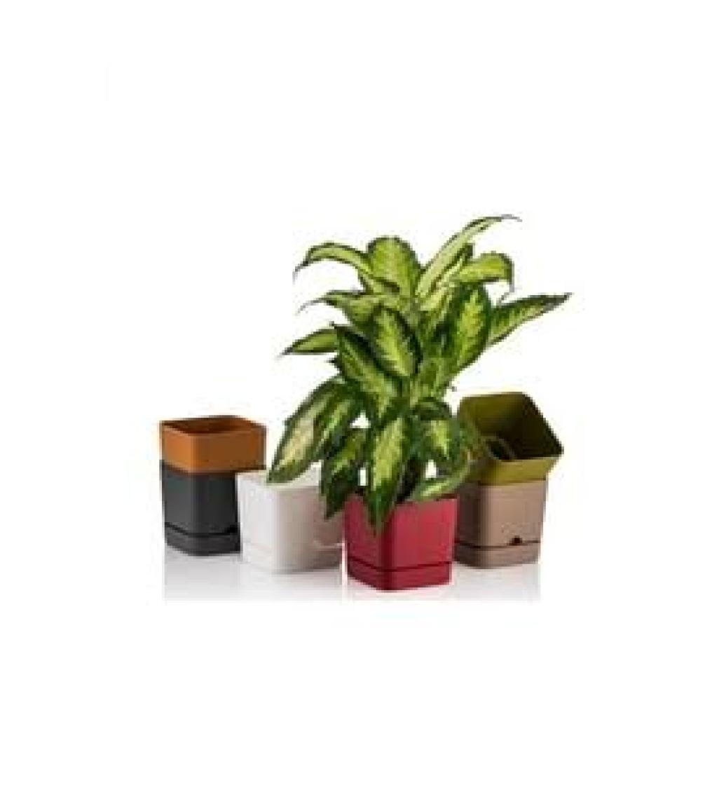Poliwork Begonya Kare 13 cm Tabaklı Saksı 1,5 lt