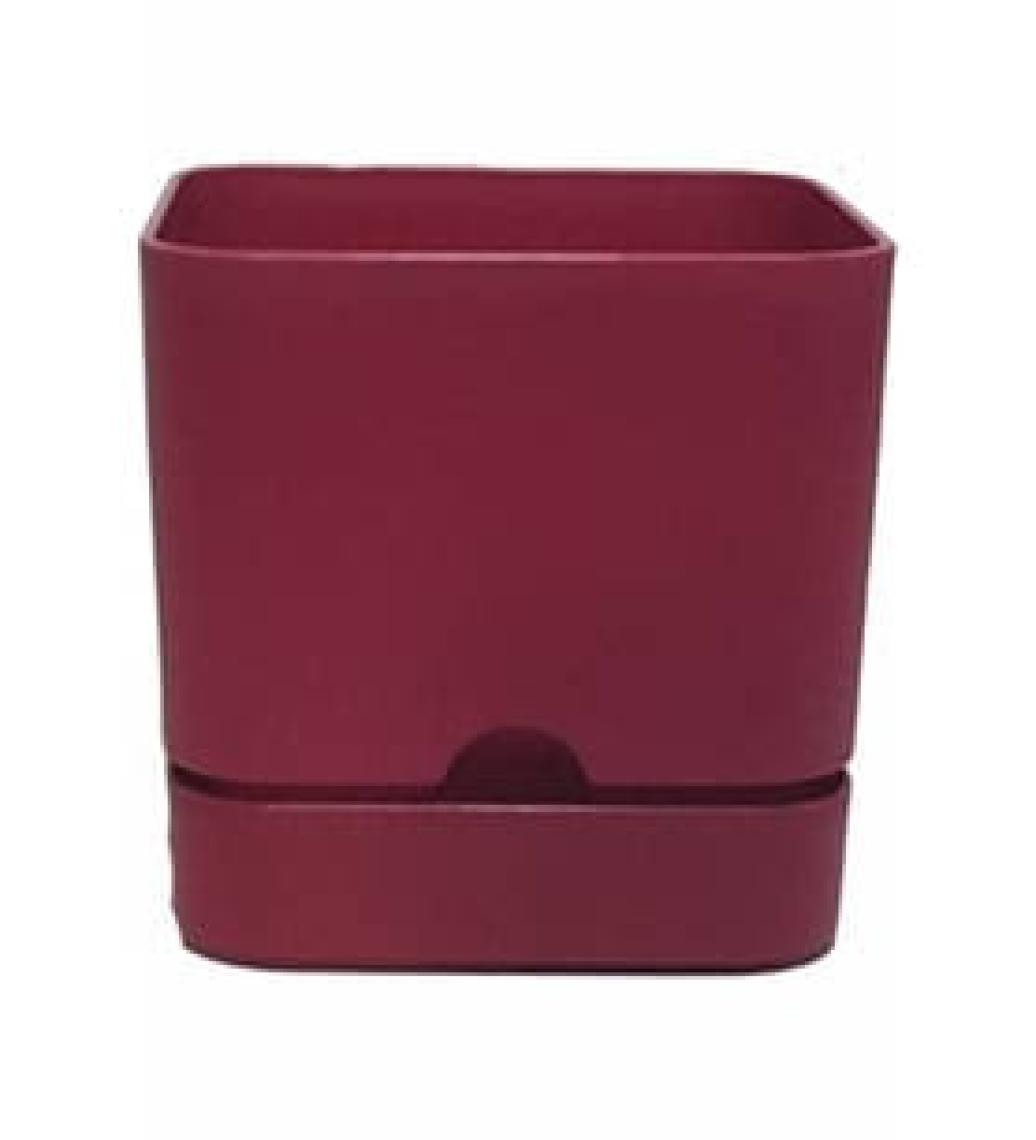 Poliwork Begonya Kare 13 cm Tabaklı Saksı 1,5 lt